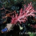 coral_soft_ni_h_0705_png1630.jpg